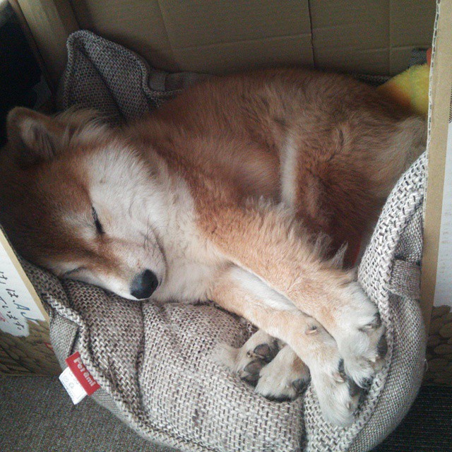 爱游戏下载-光刺破穹顶，张镇麟关键一击，太阳队轻取辽宁展露冠军相