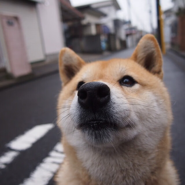 独臂擎天的斗士,阿隆索以唐吉诃德之姿,率迈凯伦鏖战红牛巨兽
