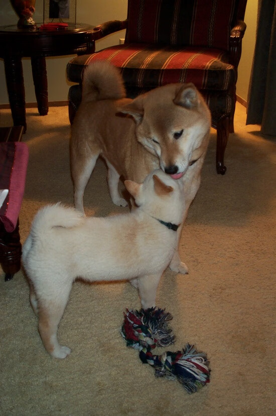 爱游戏官方入口-美网硬地风暴，梅德韦杰夫以智慧横扫澳网冠军，关键制胜分奠定王者地位