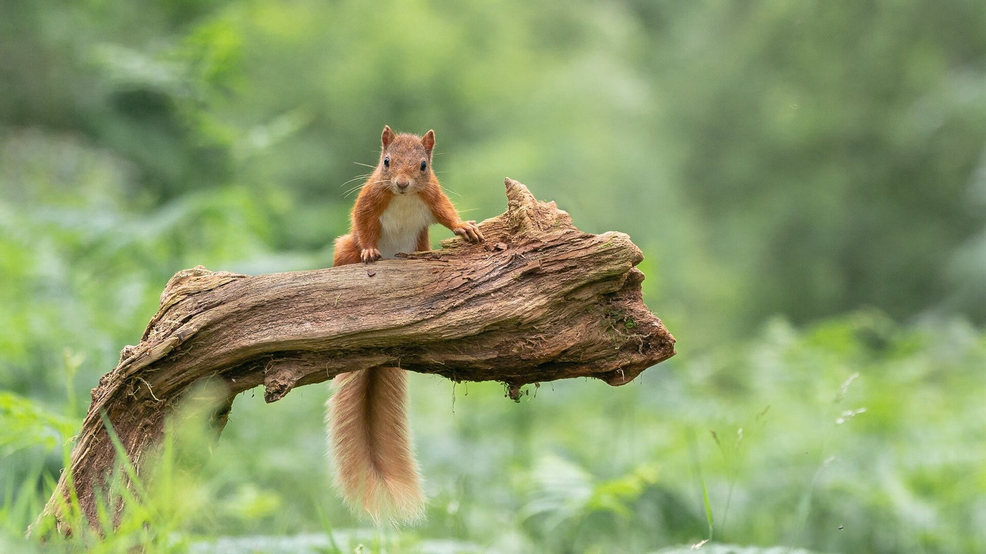 复出之战,当国王遇见奇才,哈登在刀锋上重写命运