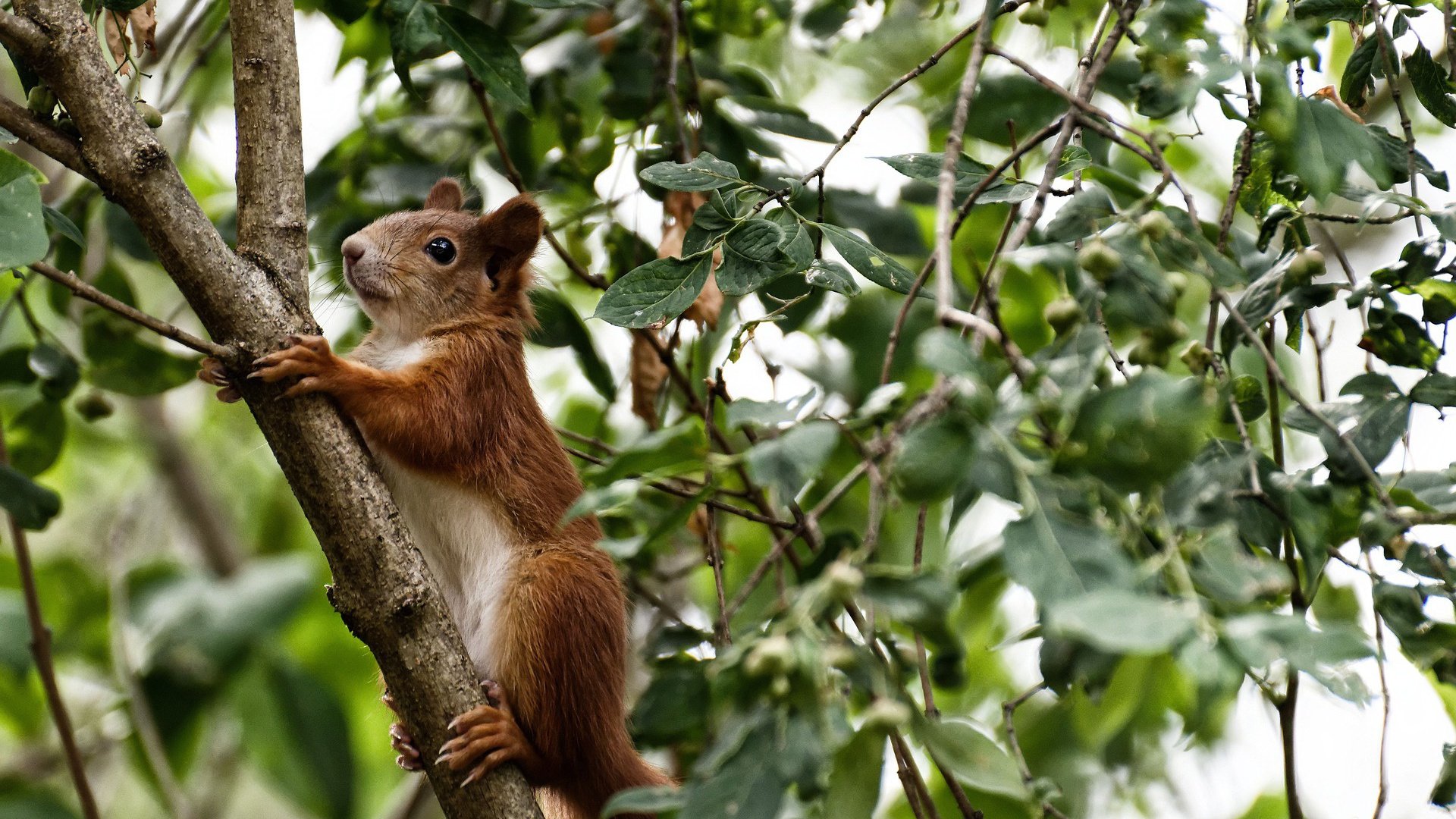棋盘上的国王，西亚卡姆如何以大师之手，执子定下对阵老鹰的胜负棋局