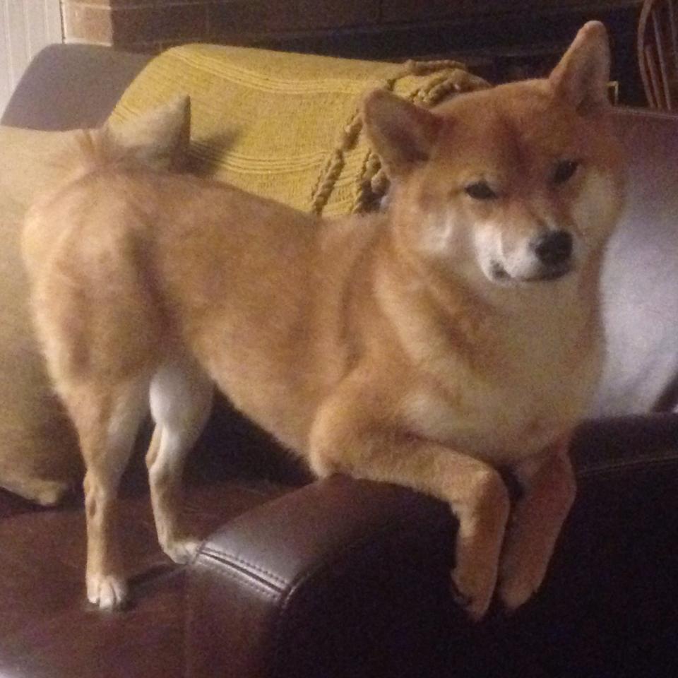 冷铁焚烧之夜，当杜兰特的手术刀切开北境雪崩，开拓者的新芽在速贷球馆绽放