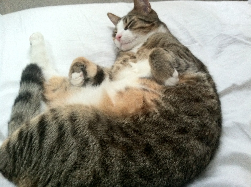 爱游戏下载-马蹄声再起，当奥地利鹰啄碎罗马城，德布劳内执笔书写新征服史