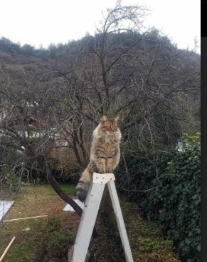 爱游戏tv-篮球天神降临伯纳乌？国家德比夜的布克三分雨