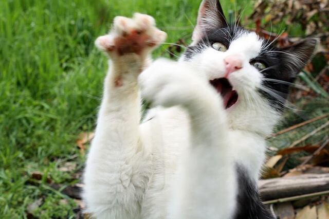 明明篮网稳稳拿下凯尔特人，为何所有赛后讨论都指向拉梅洛？