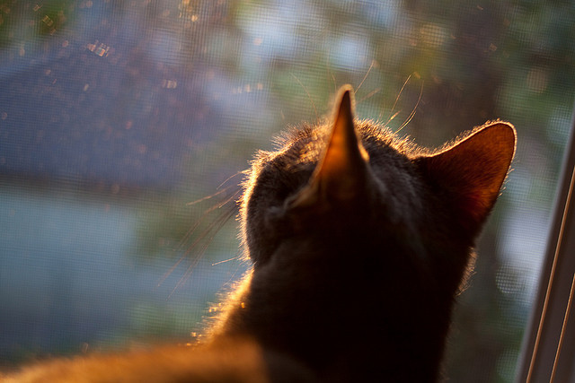 绝境之光，努涅斯导演罗马的史诗逆转