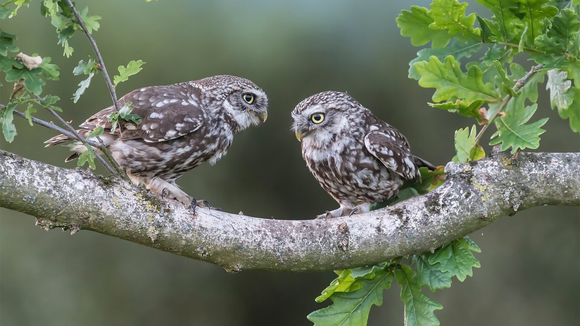 爱游戏tv-舞台越大越强！武切维奇在篮网对阵雄鹿的狂野之夜加冕巨星