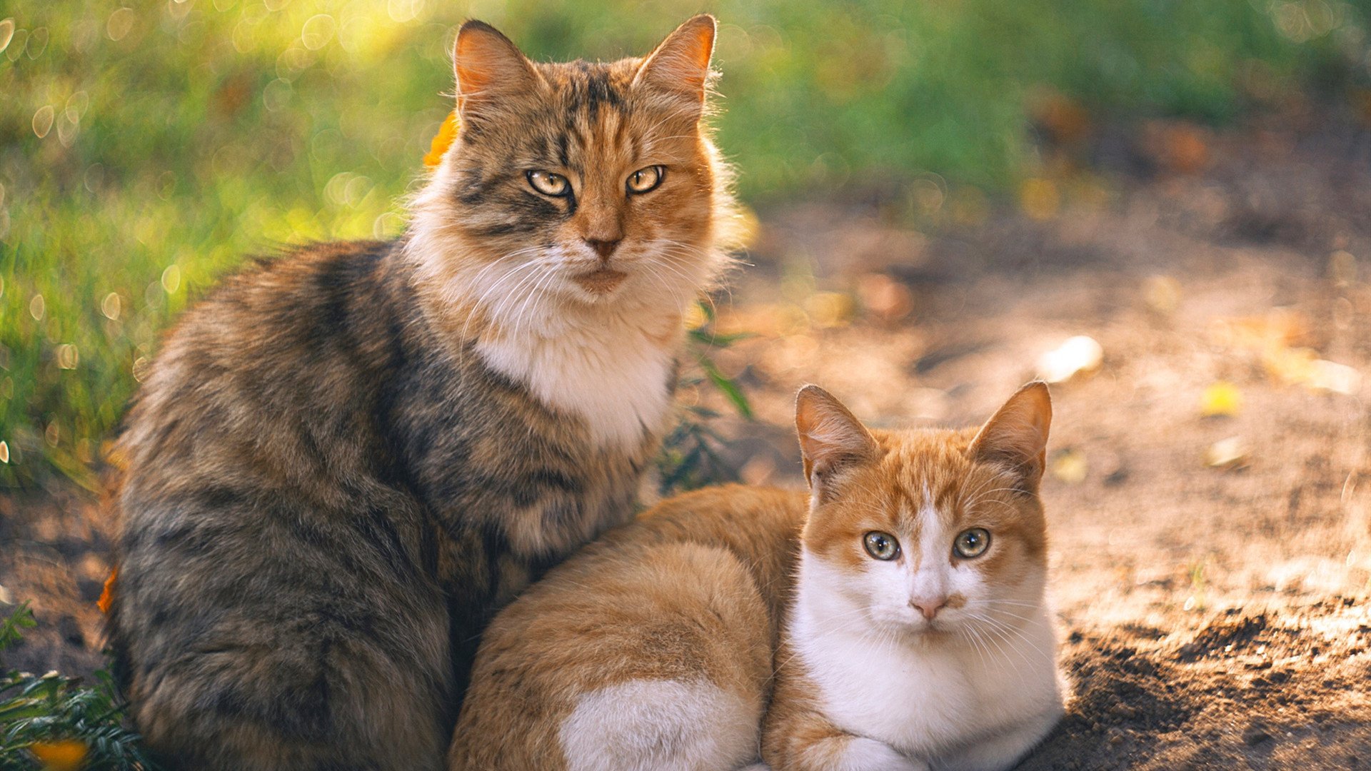 舞台越大越强！武切维奇在篮网对阵雄鹿的狂野之夜加冕巨星