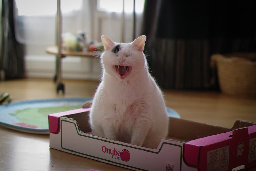 爱游戏体育-时空裂隙下的蓝白对决，当深圳队遭遇独行侠，切特·霍姆格伦如何定义压制级