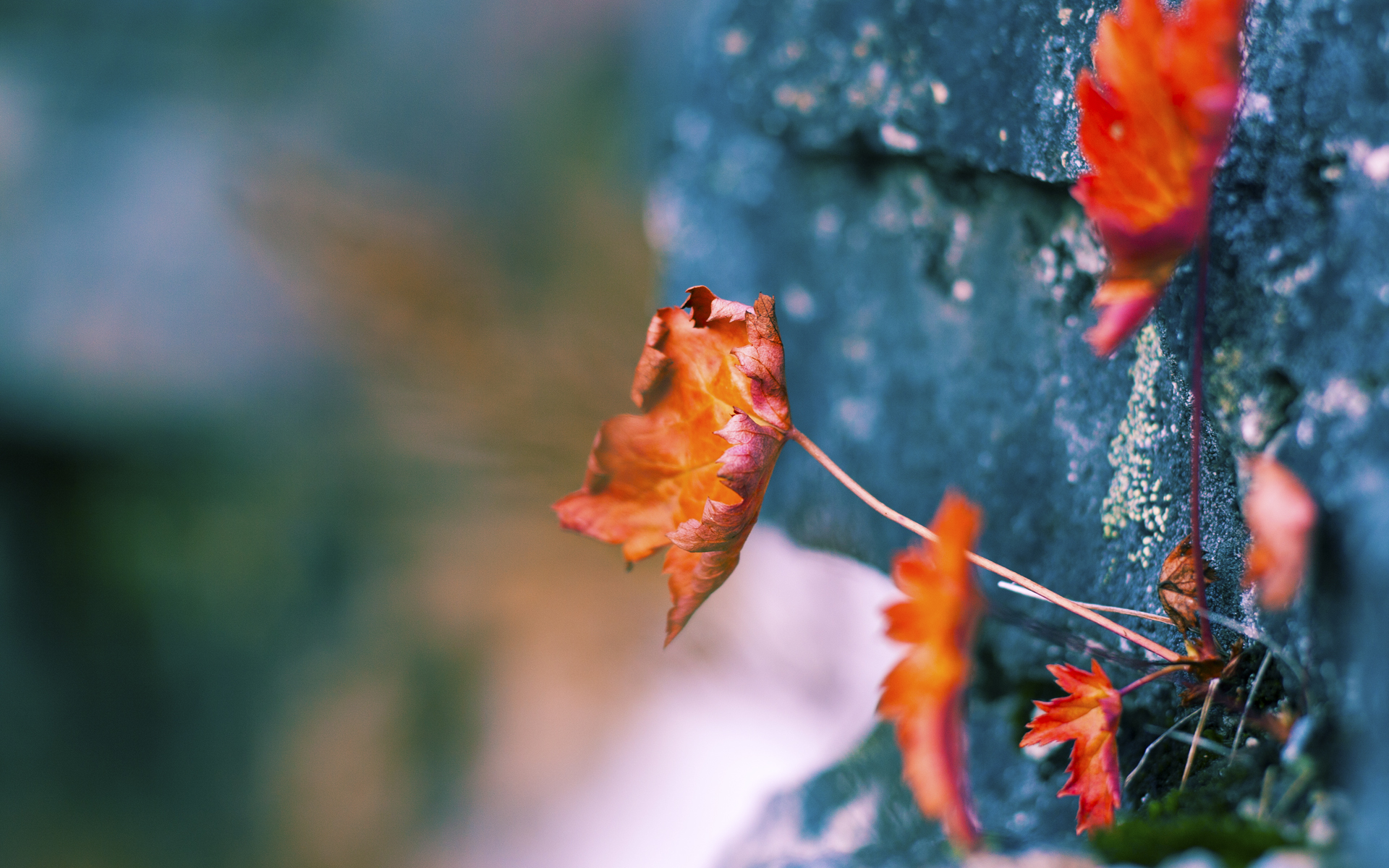篮球世界的平行叙事，当利拉德时间降临，魔术青春风暴席卷圣城