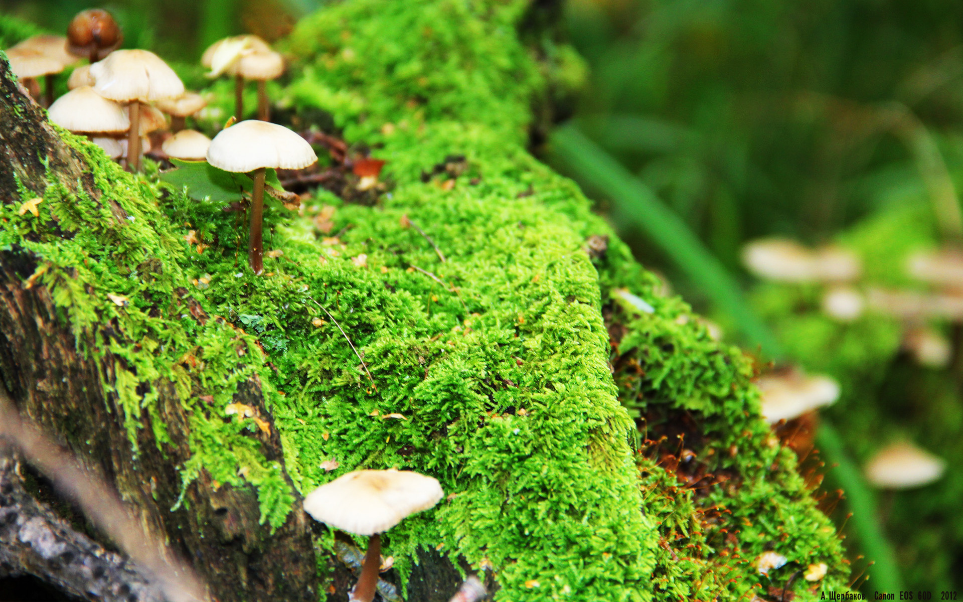 权力转移，当豪华配角阿什拉夫，在爆冷之夜成为尴尬主角