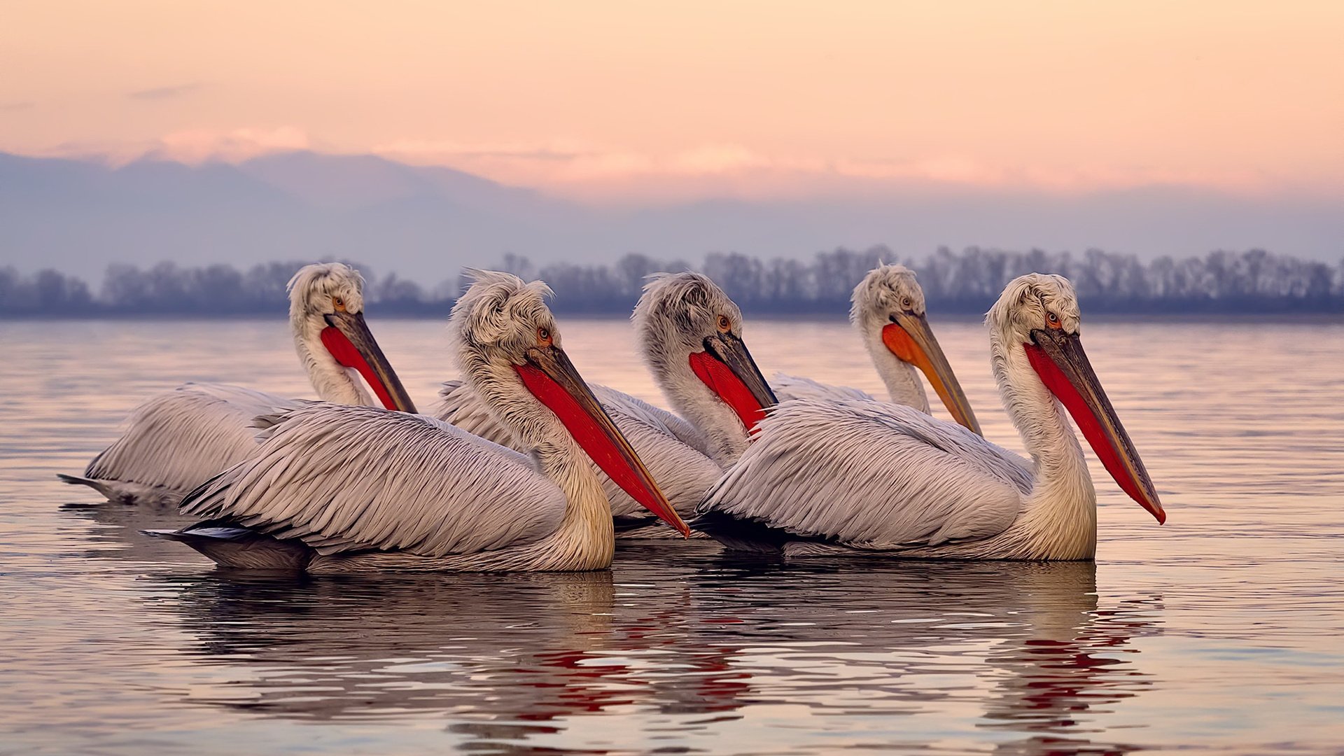 爱游戏APP-当世界杯悬念照进篮球馆，辽宁队逆转背后的国王精神