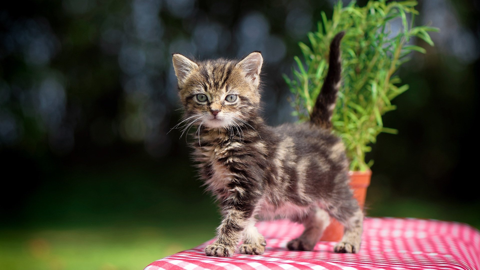 爱游戏APP-超维错位，当伊拉克足球压制F1赛道，富安健洋如何接管巴林揭幕战