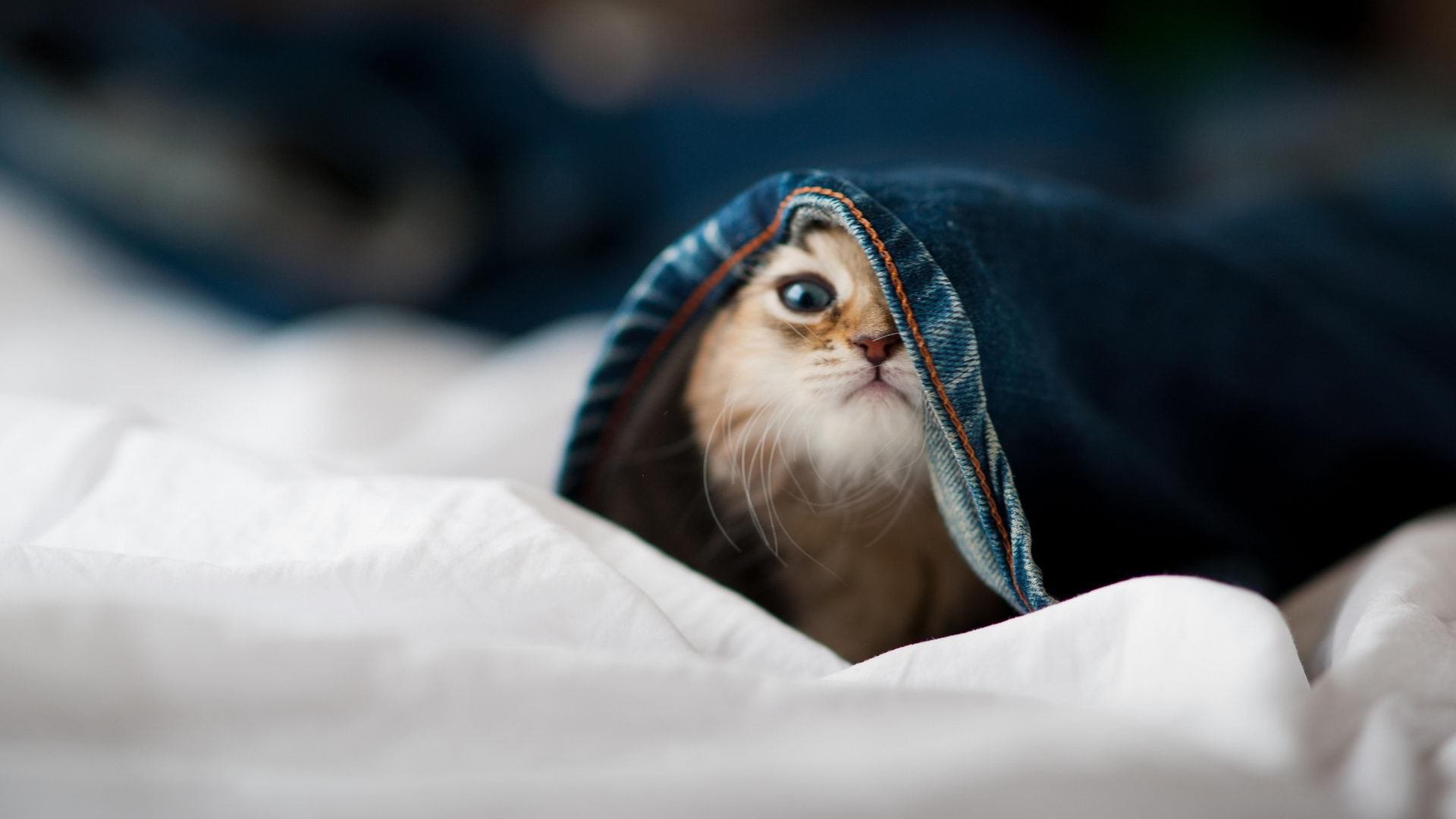 爱游戏体育-战术与奇迹，从伊斯坦布尔之夜到天山脚下的速胜传奇