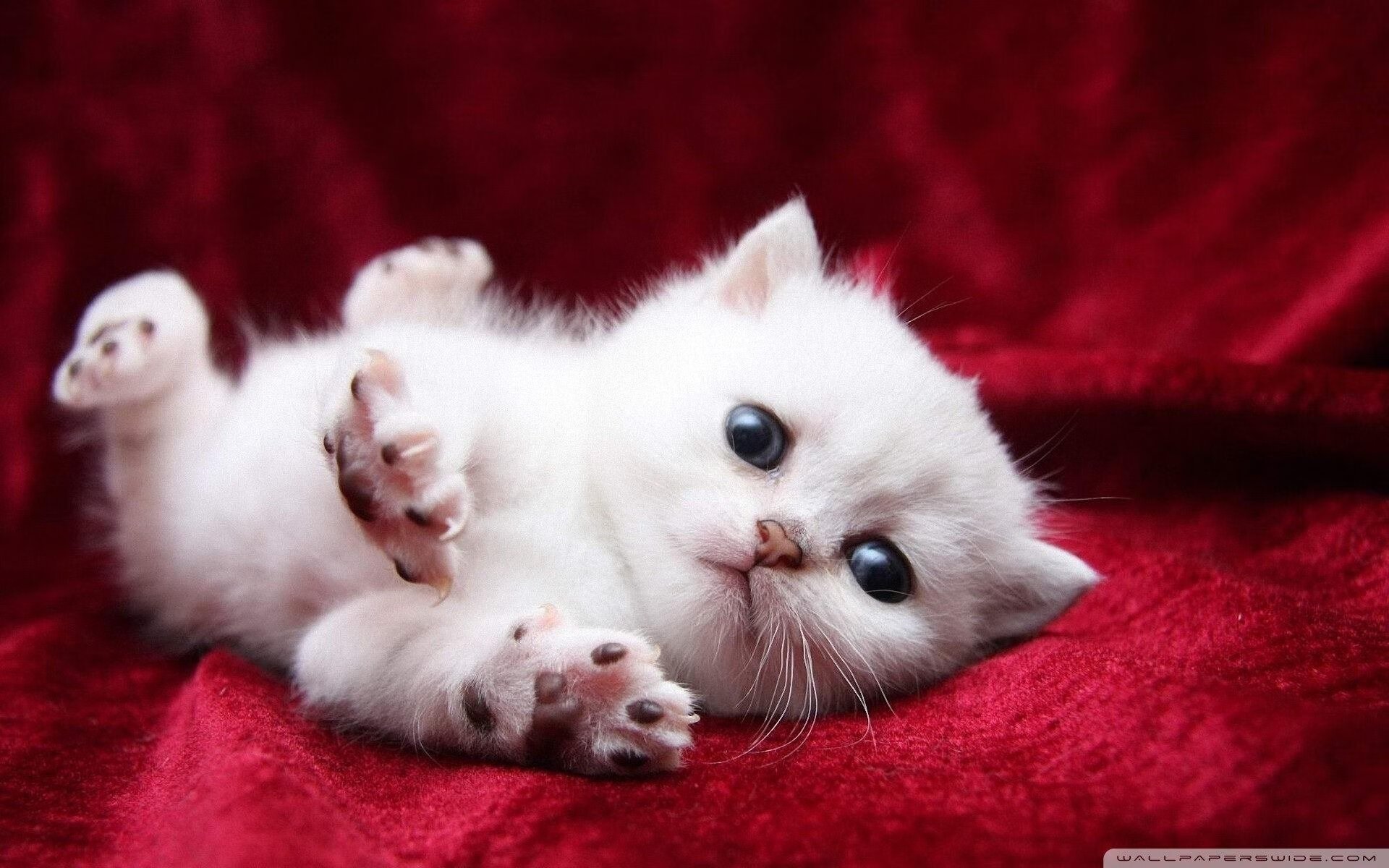 爱游戏体育-跨洋对决，哈利伯顿末节力挽狂澜，广东队压哨三分弑勇士