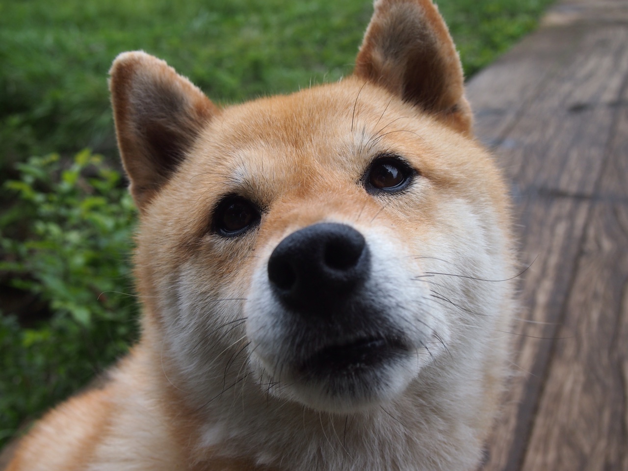 爱游戏在线-伊萨克闪耀北欧，切尔西的锋线答案与挪威的足球野心